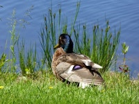 Duck, Omagh (C) Kenneth  Allen :: Geograph Britain and Ireland Duck, Omagh (C) Kenneth  Allen