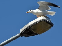Lesser black-backed gull, Nelson Street,... (C) Albert Bridge :: Geograph Britain and Ireland Lesser black-backed gull, Nelson... 