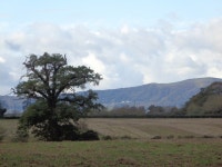 Tree in Croome Park with the Malverns... (C) Jeff Gogarty :: Geograph Britain and Ireland Tree in Croome Park with the Malverns..... 