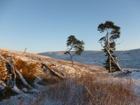 Scots pines at High Dalblair (C) Alan ODowd :: Geograph Britain and Ireland Scots pines at High Dalblair (C) Alan ODowd