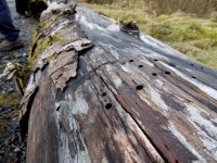 Holes in logs, Mullaghfad (C) Kenneth  Allen :: Geograph Britain and Ireland Holes in logs, Mullaghfad (C) Kenneth  Allen