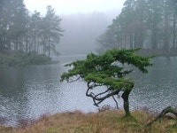 Tarn Hows (C) Mick Garratt :: Geograph Britain and Ireland Tarn Hows (C) Mick Garratt
