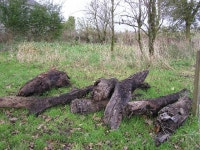 Preserved bog wood at Camowen (C) Kenneth  Allen :: Geograph Britain and Ireland Preserved bog wood at Camowen (C) Kenneth  Allen
