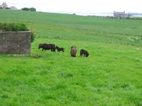 Shetland ponies near Binnaquoy (C) Dumgoyach :: Geograph Britain and Ireland Shetland ponies near Binnaquoy (C) Dumgoyach