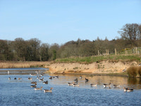 Geese on Felbrigg Pond (C) Evelyn Simak :: Geograph Britain and Ireland Geese on Felbrigg Pond (C) Evelyn Simak