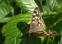 Speckled Wood Butterfly (Pararge... (C) Kenneth  Allen :: Geograph Britain and Ireland Speckled Wood Butterfly (Pararge... (C)... 