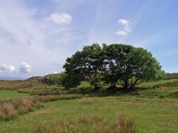 Trees on the moor (C) Richard Dorrell :: Geograph Britain and Ireland Trees on the moor (C) Richard Dorrell