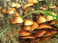 Fungi, Corrog Wood (C) Rossographer :: Geograph Britain and Ireland Fungi, Corrog Wood (C) Rossographer