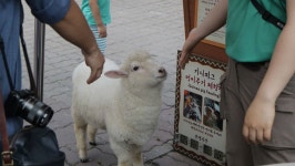 외방커뮤니티 > 사진방 > 동물농장의 동엽신이 되어보자_야하지 않음... 사진은 많음!