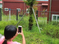 Go Green 생태 체험<생태환경 연구학교<선생님마당<청주내곡초등학교 청주내곡초등학교