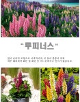 [어린묘]루피너스- 갤러리 미니옐로(소형종) : 화분지름7cm : 야생화,허브,수생식물,채소,동백 : 심폴
