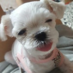 애견 | 안전한 중고나라, NO.1 직거래 번개장터 애견 | 번개장터