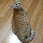 냥이   무료분양합니다 | 안전한 중고나라, NO.1 직거래 번개장터 냥이   무료분양합니다 | 번개장터