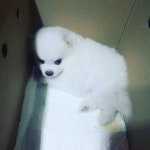 애견 | 안전한 중고나라, NO.1 직거래 번개장터 애견 | 번개장터