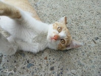 스마트폰 G3 카메라로 일상 사진 잘 찍는 팁