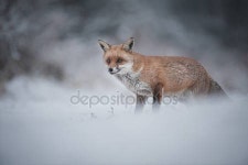 레드 폭스  