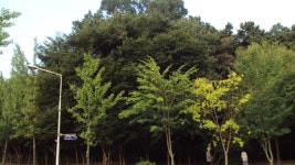 아파트 옆 동산에도 사슴벌레가산다ㅋ