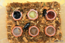 벅스트리 3종젤리 소개기 (2)