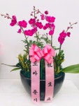 (주)플라워119꽃배달서비스 - [꽃랜드, 인천광역시연수구]] 카테고리[꽃다발]