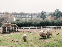 목장 | 검색결과 - zum 허브