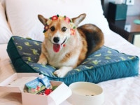 ‘VVI 펫’ 호텔 열전