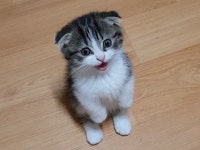 엄마, 형아가..냥냥늉늉 서서 말하는 고양이