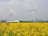 벚꽃·유채꽃·해변·현무암… 제주의 봄, 사색(四色)에 홀리다