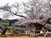 삼소 | 검색결과 - zum 허브