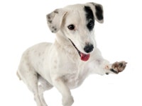 강아지 관절염에 대한 모든 것…증상과 예방법