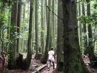 서귀포치유의숲 | 검색결과 - zum 허브