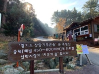 5만그루 은녹색 잣나무 숲…1000원이면 통째로 누린다