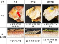 옥두어 | 검색결과 - ZUM 허브