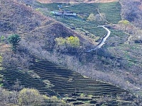 차밭 | 검색결과 - zum 허브