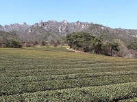 비밀의정원 | 검색결과 - zum 허브