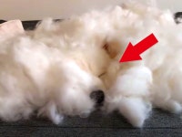 사모에드 | 검색결과 - zum 허브