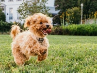 강아지심리 | 검색결과 - zum 허브