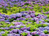 가평아침고요수목원 | 검색결과 - zum 허브