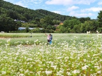 평창효석문화제 | 검색결과 - zum 허브