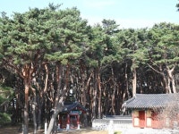 월송정 :: ZUM 허브