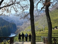 전라도보성여행 | 검색결과 - zum 허브