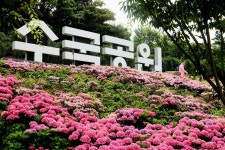 백살 팽나무와 수국 어우러진 신안 환상의 정원 걸어볼까