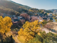 대구/경북 단풍 명소, 11월 가볼 만한 은행나무 명소 추천