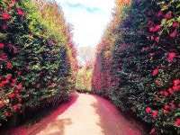 동백길 | 검색결과 - zum 허브