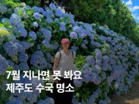 제주도 | 검색결과 - zum 허브