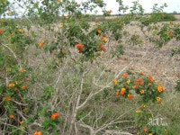 Lantana camara from Estación Colonia, Altamira on 2010년 02월 20일 (토) by Jose Vargas · iNaturalist Lantana camara