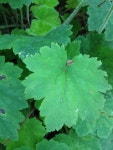 Heuchereae from Seaview Pl NW, Seattle, Washington, US on 2012년 06월 02일 (토) at 10:58 오전 by Kayleigh. A small bush... 