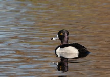 Aythya collaris from Heather Farm Park on 2014년 12월 28일 (일) by Henry Fabian. Only one bird. · iNaturalist Aythya collaris