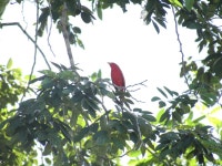 Piranga rubra from Constitución, Campeche on 2014년 10월 25일 (토) by Alfredo Dorantes Euan. Macho. · iNaturalist Piranga rubra