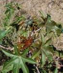 아주까리 from Otay Valley Regional Park on 2012년 11월 24일 (토) by Jem · iNaturalist 아주까리 (Ricinus communis)