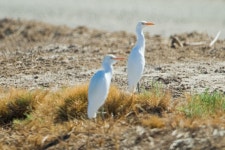 황로 from Sonny Bono NWR--Unit 1 on 2013년 10월 20일 (일) at 10:54 오전 by BJ Stacey. Imperial County, California, US... 